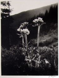 Smetanka narcisokvětá v Kotli, 1957
