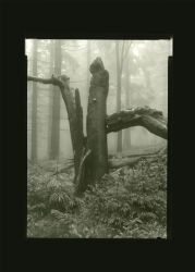 V pralese Mionší, 1996/2019