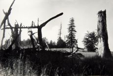 Prales v Beskydách, 50. léta 20. století