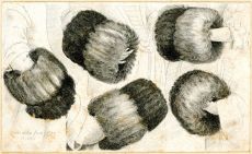 Rukávníky z pěti pohledů, 1645
