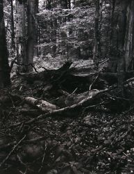 V pralese Mionší, Slezské Beskydy, 60. léta 20. století